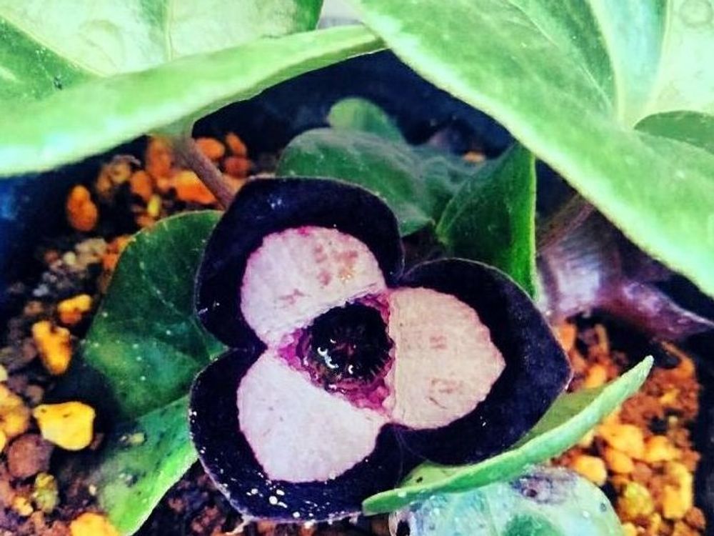 パンダカンアオイ　紫色の花