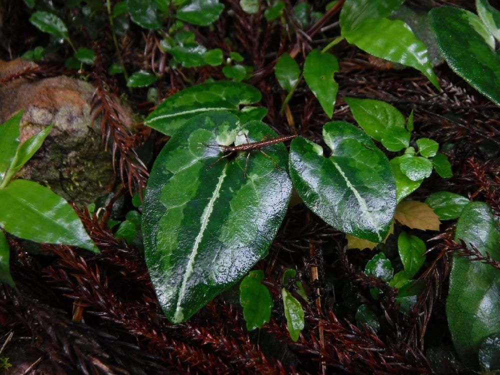 カンアオイ　地植え　葉