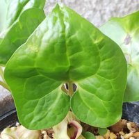 カンアオイの育て方｜植え付けや植え替えの時期は？の画像