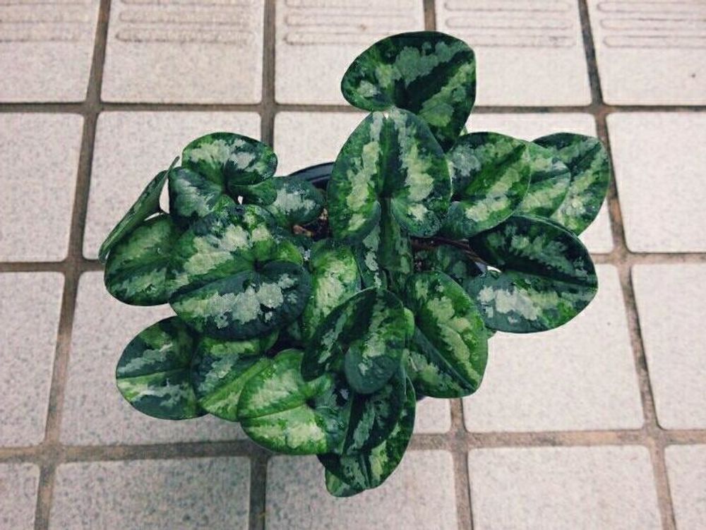 ヒメカンアオイ　鉢植え　葉