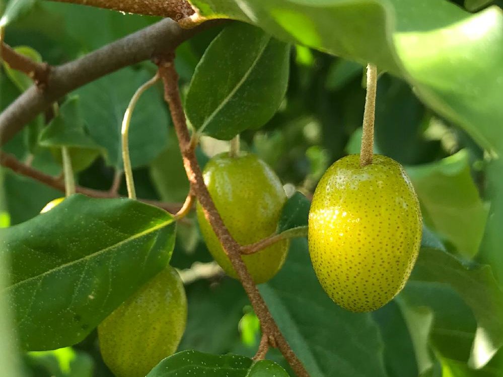 ビックリグミの育て方｜植え付けや剪定の時期、挿し木の方法は？｜🍀GreenSnap（グリーンスナップ）