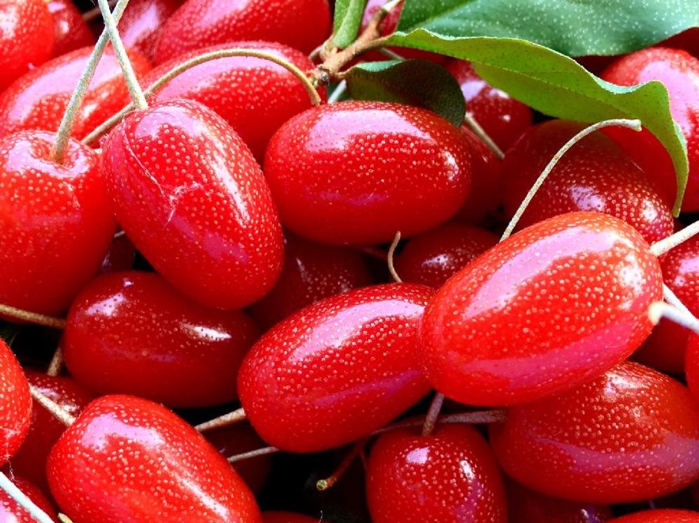 ビックリグミ　赤い実