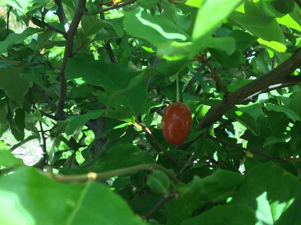 ビックリグミ　赤い実