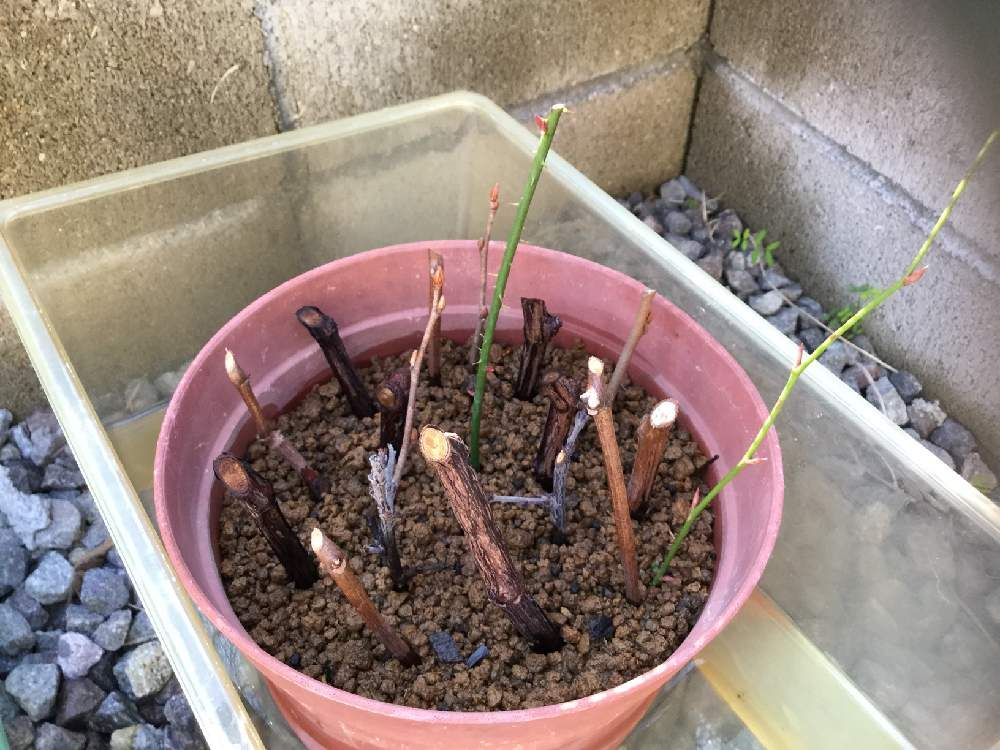 ビックリグミ　鉢植え　株