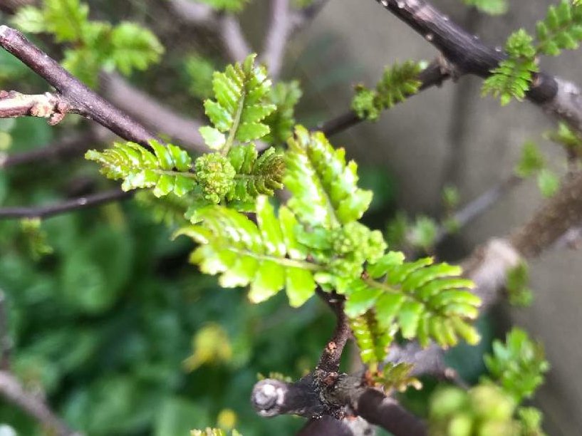 山椒(サンショウ)の育て方｜ 鉢植え、地植えの方法は？剪定時期は