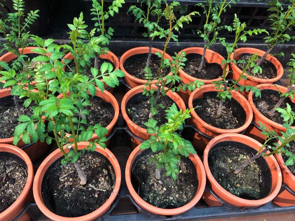 山椒　鉢植え　株