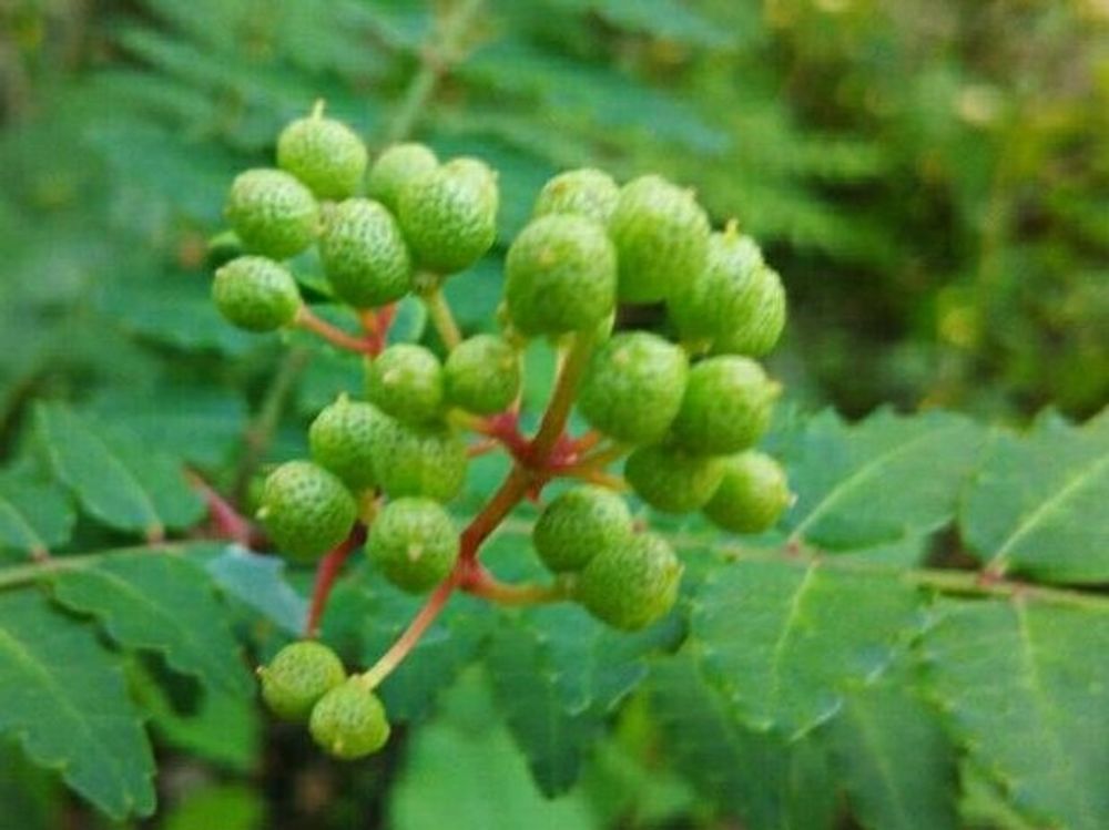 山椒　緑色の実