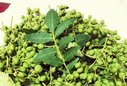 山椒 サンショウ の育て方 鉢植え 地植えの方法は 剪定時期は Greensnap グリーンスナップ