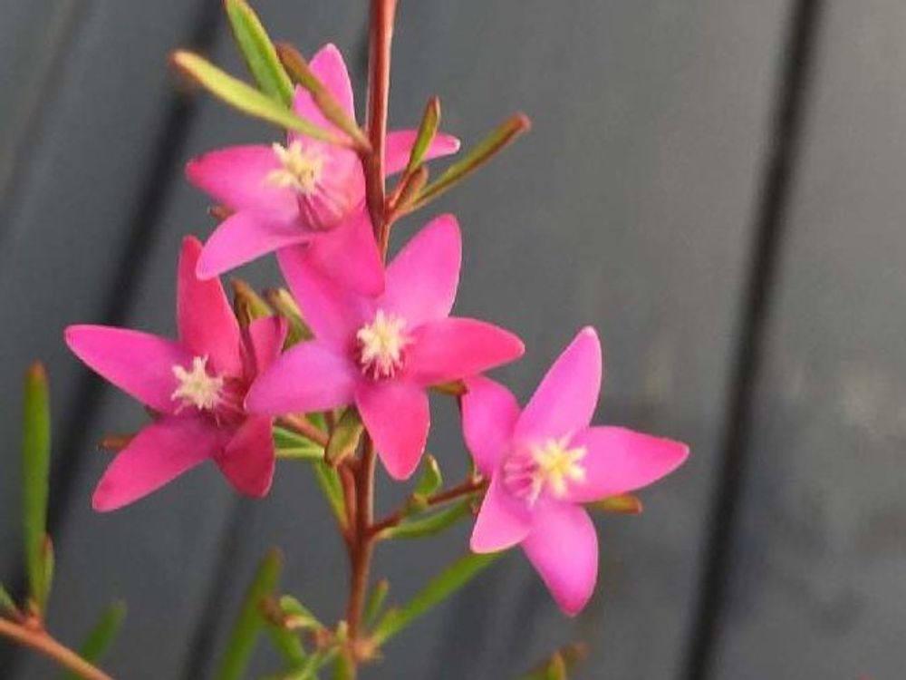 クロウエア　赤い花