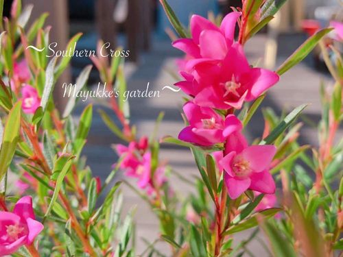 クロウエアの育て方 日当たりや水やりの加減は 花を長く楽しむコツは Greensnap グリーンスナップ