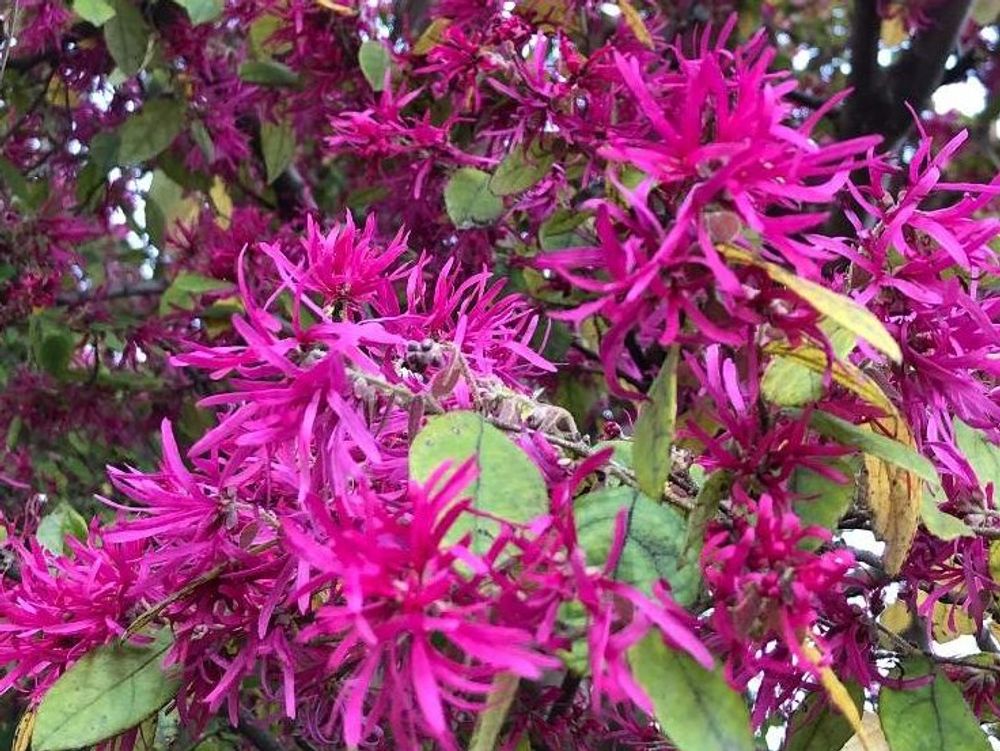 トキワマンサク　葉