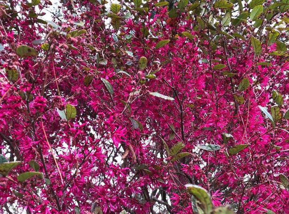 トキワマンサク　赤い葉