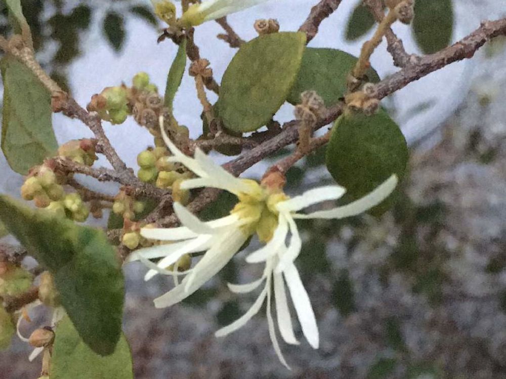 トキワマンサク　白い花