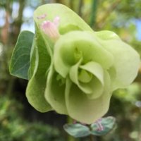 オレガノ・ロツンデフォリウムの育て方｜日当たり加減や水やりの頻度は？の画像