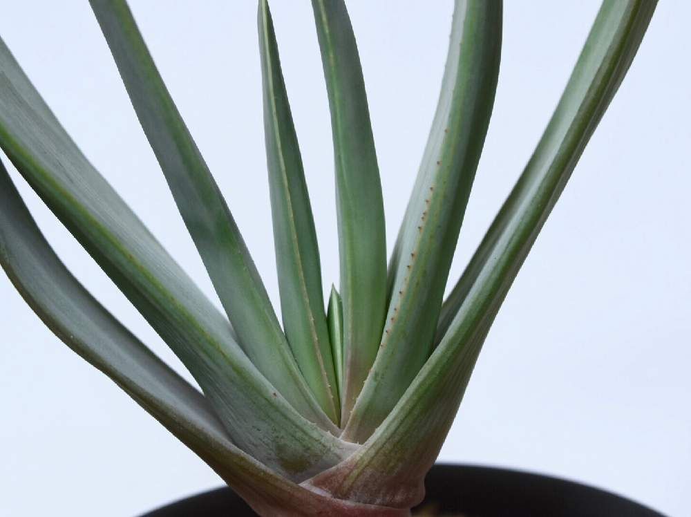 アロエ・プリカティリス　株