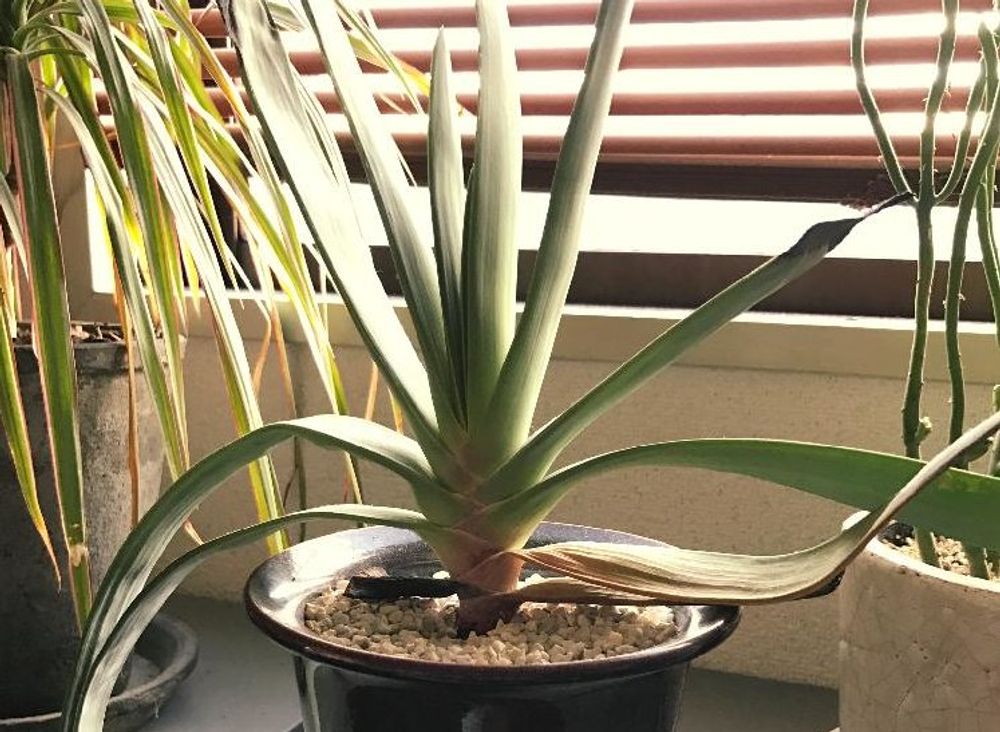 アロエ・プリカティリス　鉢植え　窓際