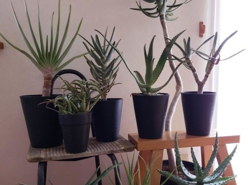 アロエ・プリカティリス　鉢植え