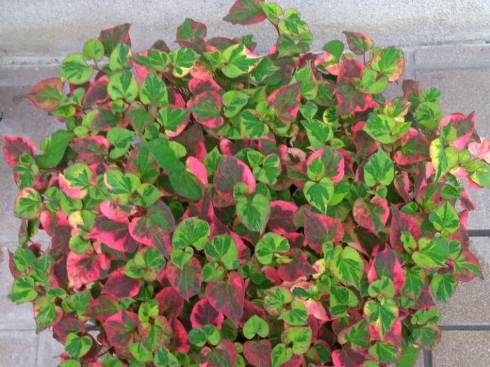 ドクダミ　鉢植え　赤い葉