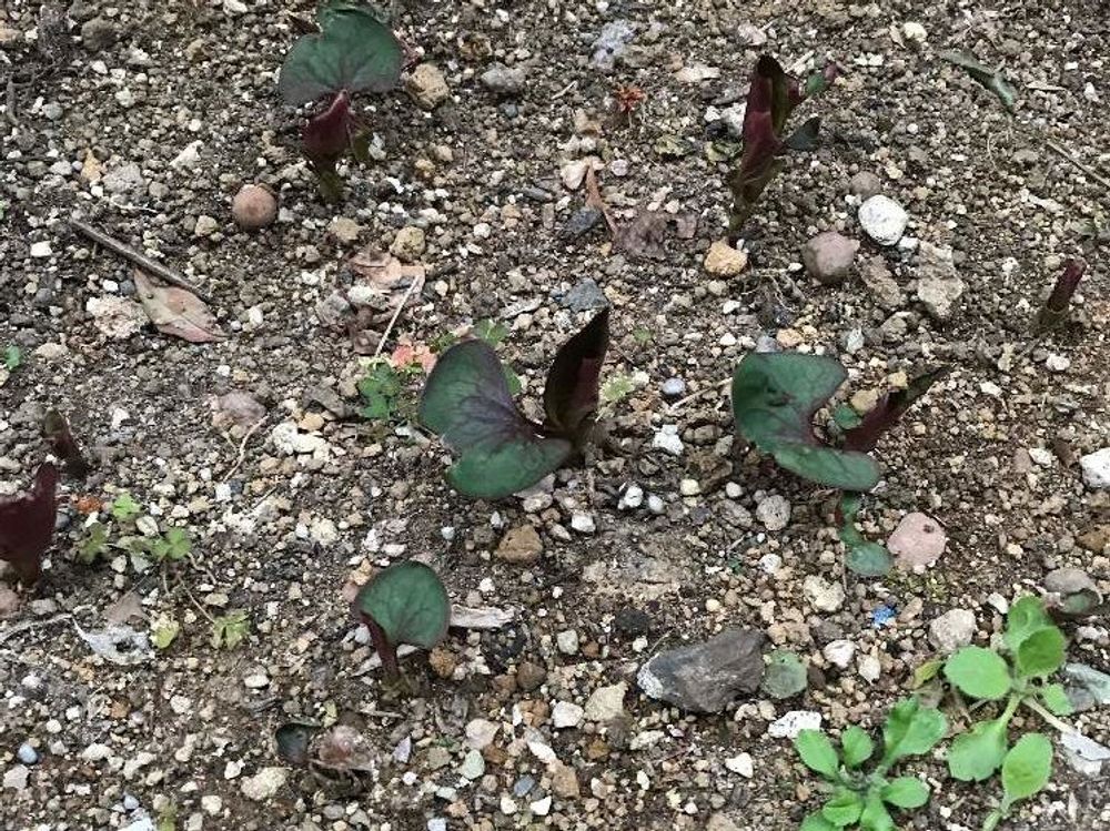 ドクダミ　地植え　若葉