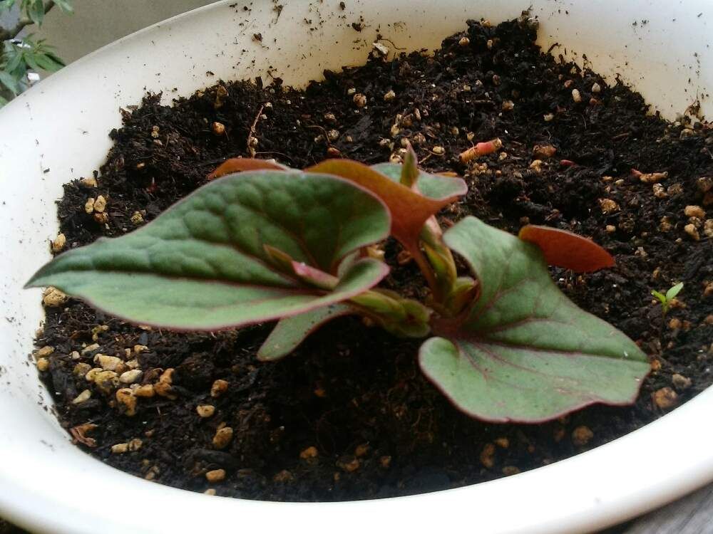 ドクダミ　鉢植え　葉