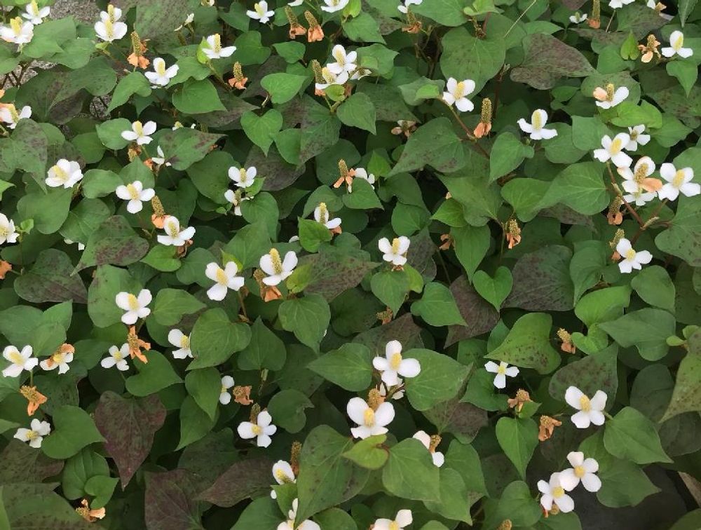 ドクダミ　白い花