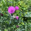 アザミ(薊)の育て方｜種まきや苗の植え付け時期は？の画像