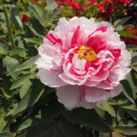 牡丹の育て方｜肥料時期はいつ？苗の植え付けや花が咲く時期も紹介の画像