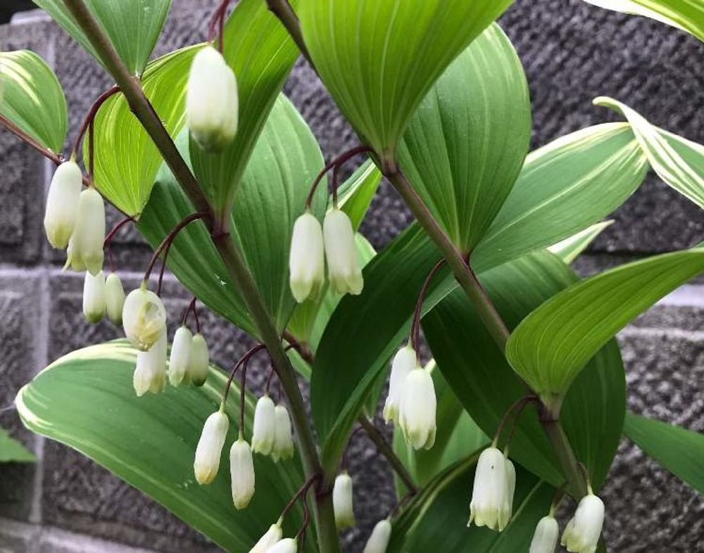 アマドコロ　白い花