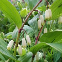 アマドコロの育て方｜植え付けや植え替えの時期は？の画像
