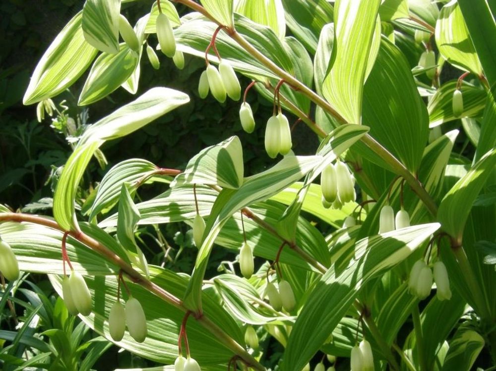 アマドコロ　白い花　日光