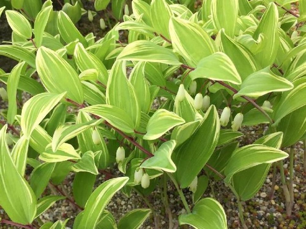 アマドコロ　地植え　株