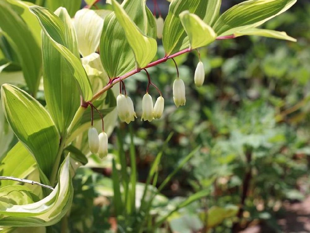 アマドコロ　白い花