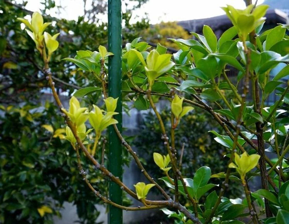 樒(シキミ)　葉　水滴