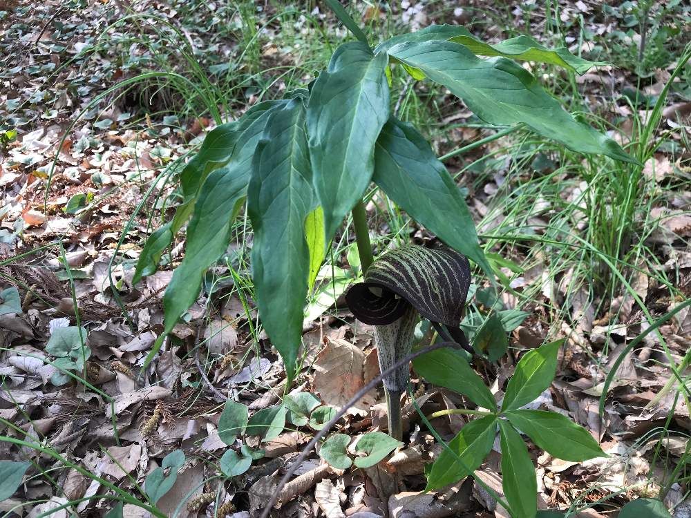 ウラシマソウ(浦島草)　地植え　葉