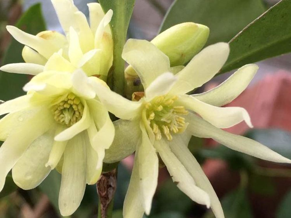 樒(シキミ)　白い花