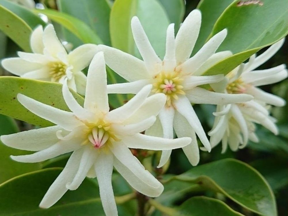 樒(シキミ)　白い花