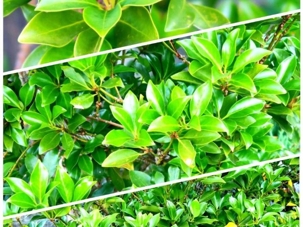 樒(シキミ)　葉