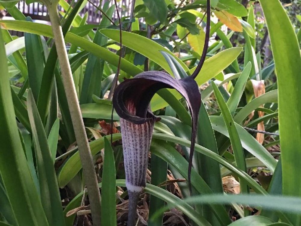 ウラシマソウ(浦島草)　紫色の花　葉