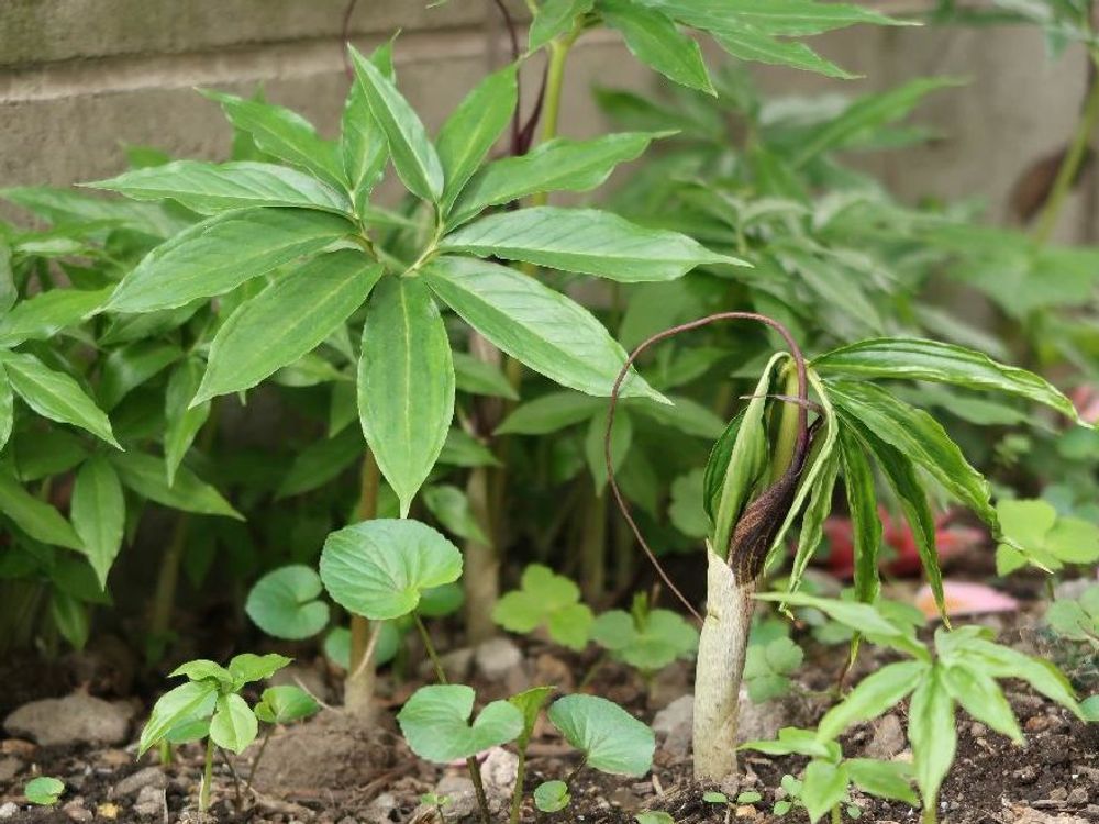 ウラシマソウ(浦島草)　地植え　葉