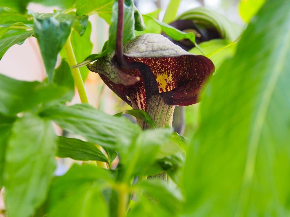ウラシマソウ(浦島草)　葉