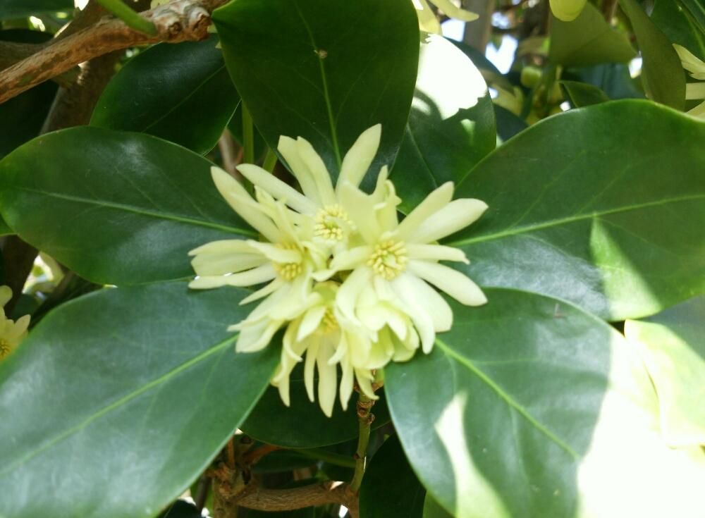 樒(シキミ)　白い花