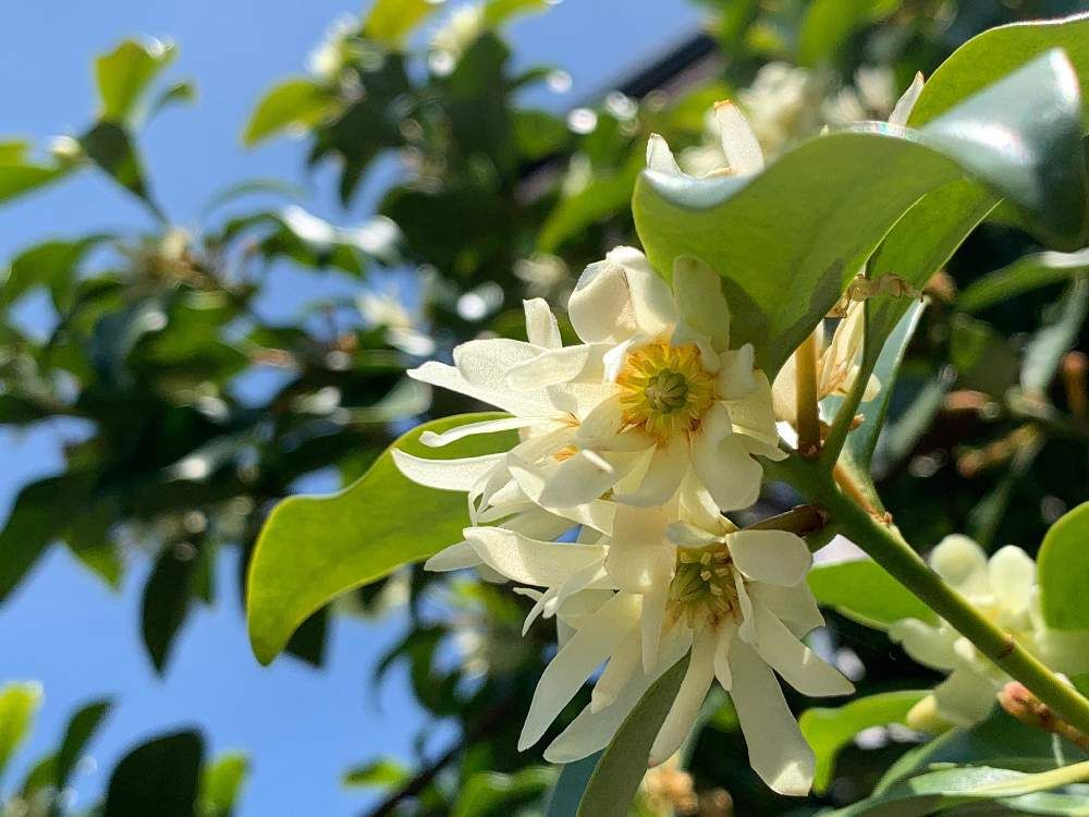 樒(シキミ)　白い花　青空