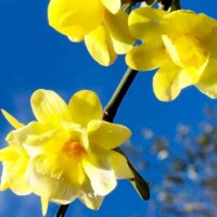 黄梅の育て方｜挿し木や剪定の時期と方法は？の画像