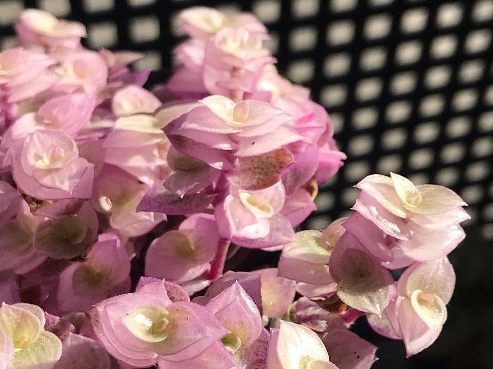 カリシアの育て方｜植え付け時期や増やし方は？｜🍀GreenSnap