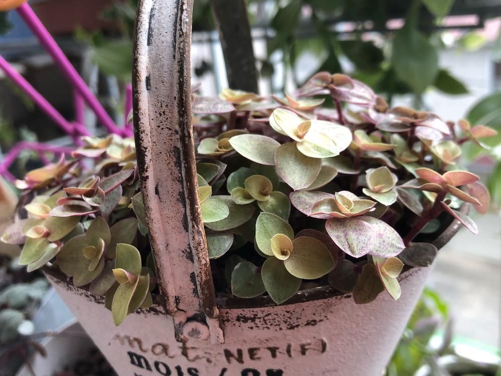 カリシア　鉢植え　葉