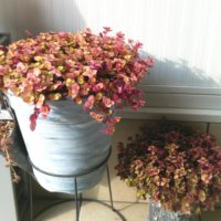 カリシアの育て方｜植え付け時期や増やし方は？の画像
