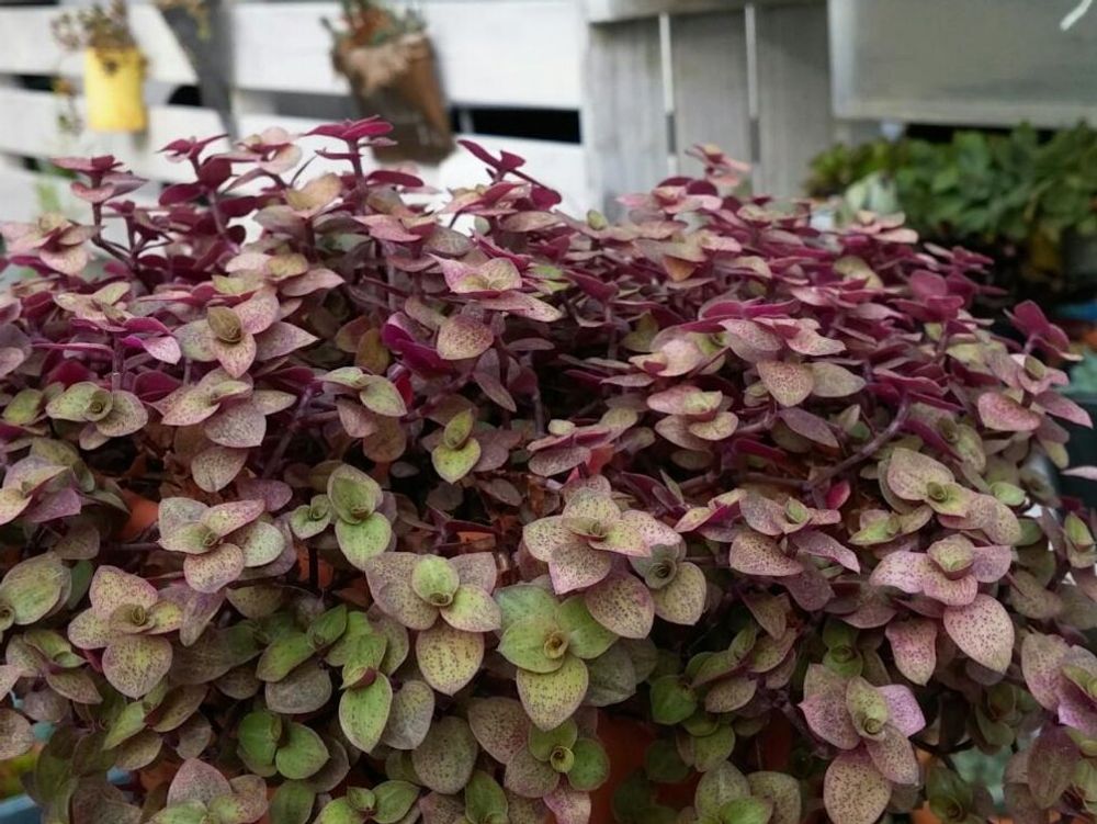 カリシア　鉢植え　葉