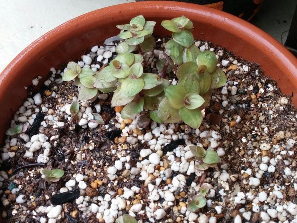 カリシア　鉢植え　葉