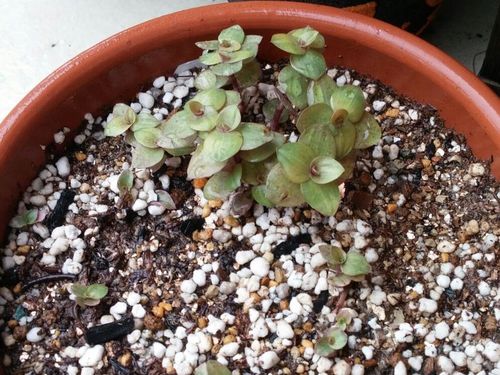 カリシアの育て方 植え付け時期や増やし方は Greensnap グリーンスナップ