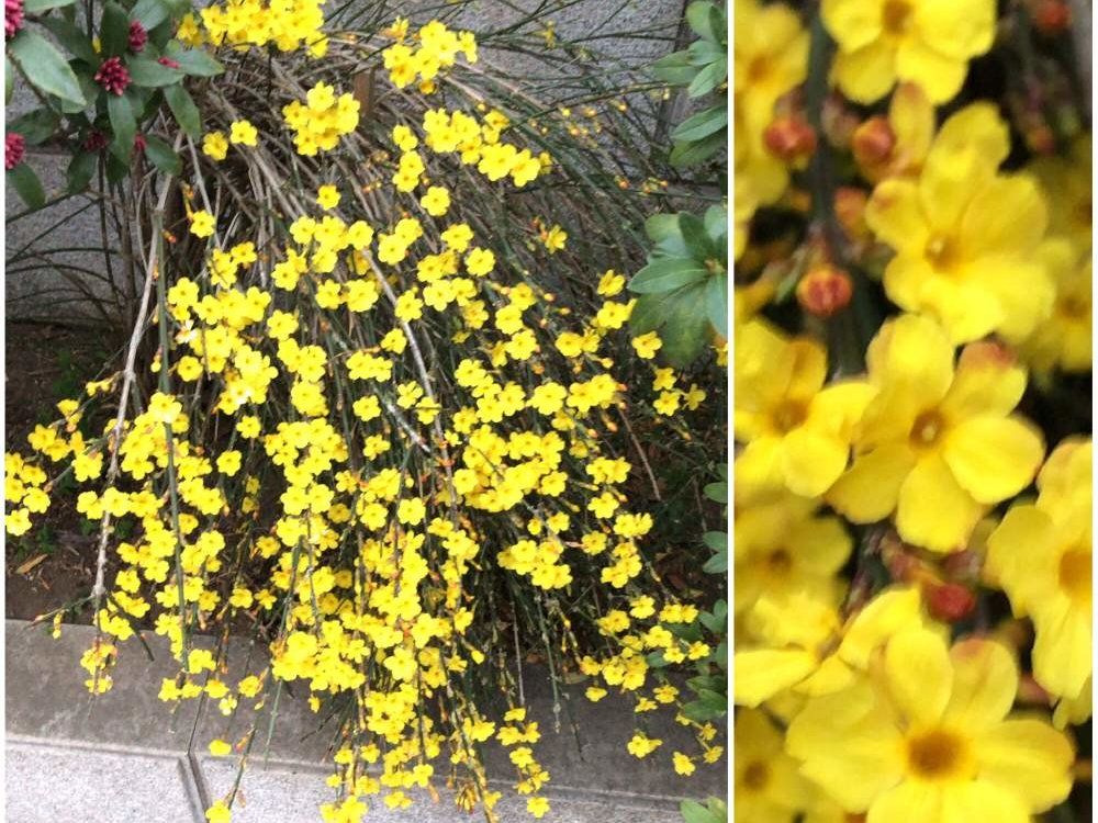 黄梅　黄色い花